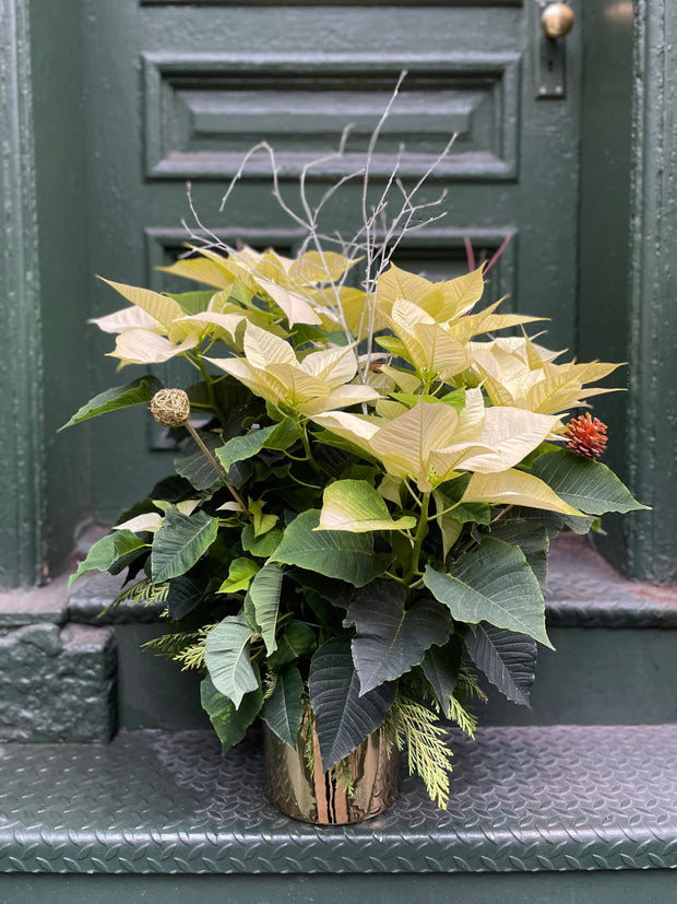 Fancy Poinsettia