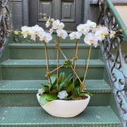 four stemmed white orchid planter