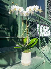 Double Stem Orchid in White Cylinder Pot