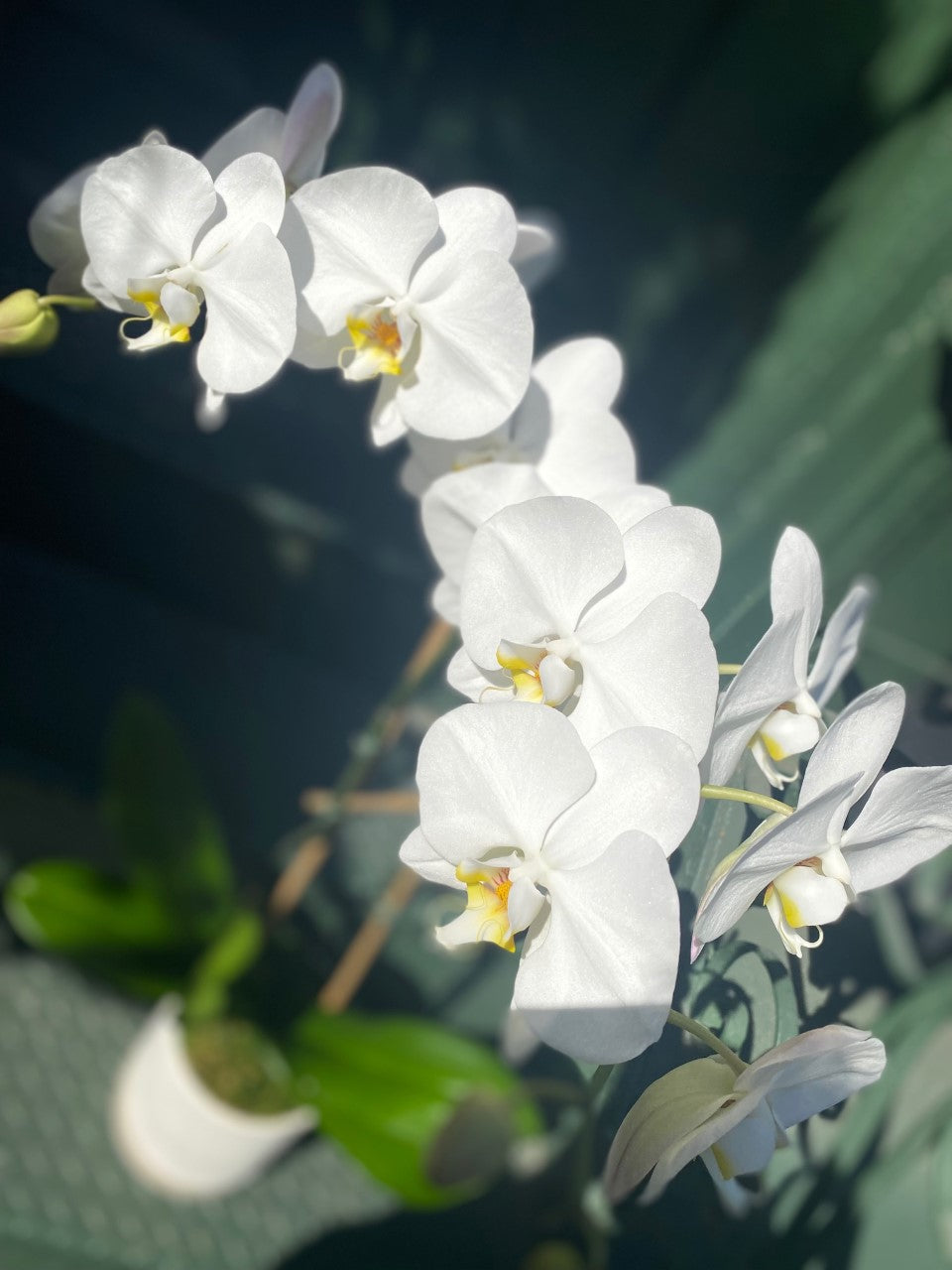 Double Stem Orchid in White Cylinder Pot