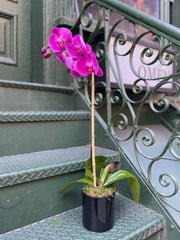 Magenta Phalaenopsis Orchid in Black Pot